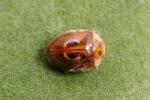 Inconspicuous - Ladybird species | CHIAMAIAS JISHEBI | ჭიამაიას ჯიშები